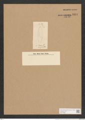 Surirella linearis Sm. (de-Toni-Nr.: Genus 53, Species 2218) Zeichnungen Sammlung Grunow Nr. 4634 (NHMW-BOT-W0372688)